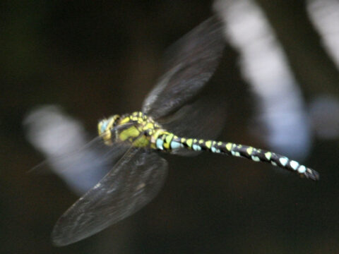 Dragonflies Tiny Brain