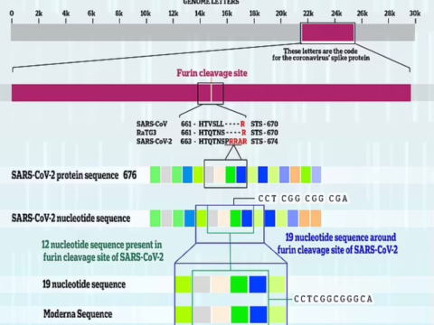 Moderna patented a 19-nucleotide sequence in 2013